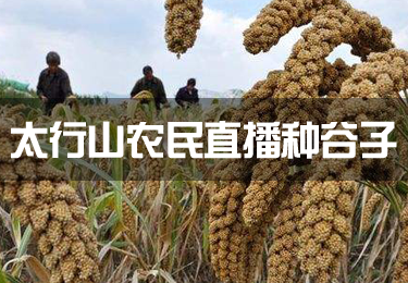 太行山農(nóng)民直播種谷子 一手拿鋤頭一手敲鍵盤
