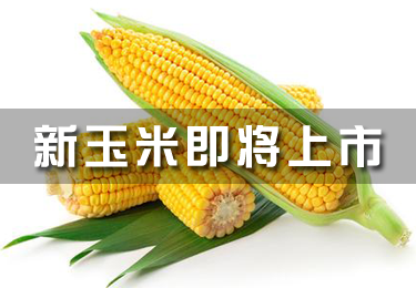 新玉米即將上市 分析師：優(yōu)質(zhì)糧源價格相對堅挺