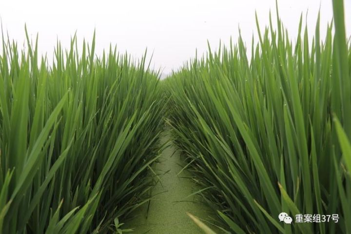▲河北硅谷農(nóng)科院種植水稻的”旱栽苗“。 河北硅谷農(nóng)科院供圖