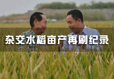 雜交水稻畝產(chǎn)再刷紀錄 袁隆平團隊怎么做到的？