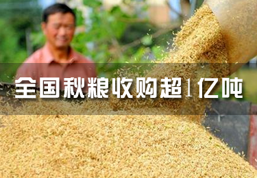 全國秋糧收購超1億噸，超過預計收購量的一半