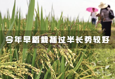 今年早稻栽插過半長勢較好