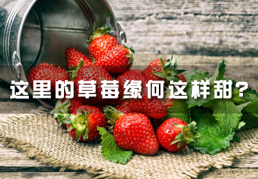 這里的草莓緣何這樣甜？