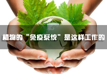 原來，植物的“免疫系統”是這樣工作的