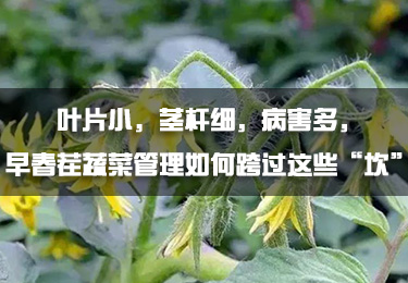 葉片小，莖桿細，病害多，早春茬蔬菜管理如何跨過這些“坎”