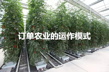 訂單農業的運作模式