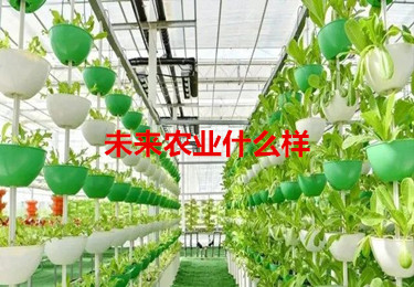 未來農業什么樣？智能“蔬菜工廠”來了