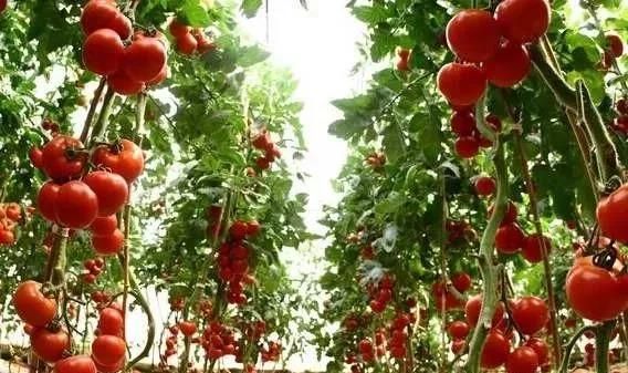 1618477903252037.jpg 1618477903252037.jpg