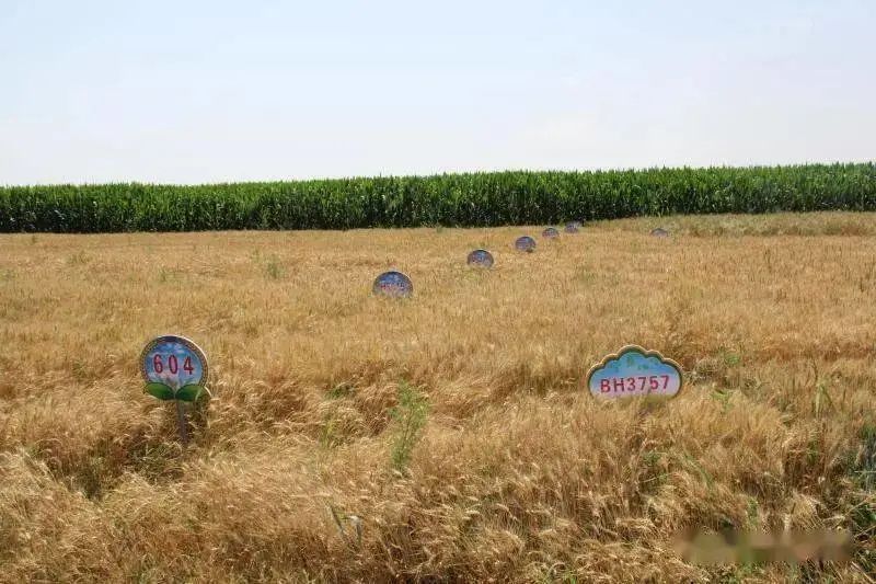 1687747068867305.jpg 1687747068867305.jpg